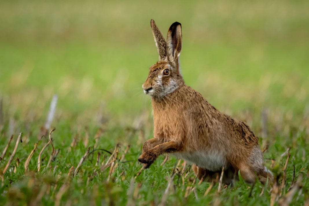 New Hare Coursing Sentencing Guidelines Introduced in England